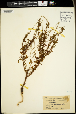 Oenothera sinuosa image