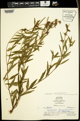 Lysimachia lanceolata var. lanceolata image