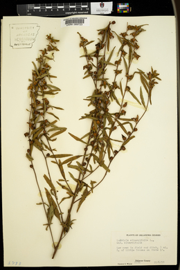 Ludwigia alternifolia var. alternifolia image