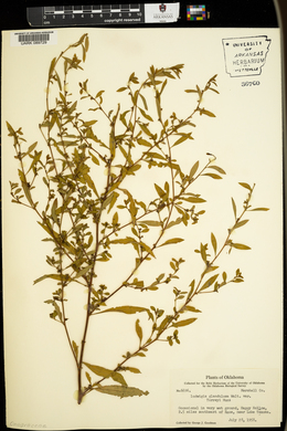 Ludwigia glandulosa image