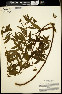 Ludwigia hirtella image