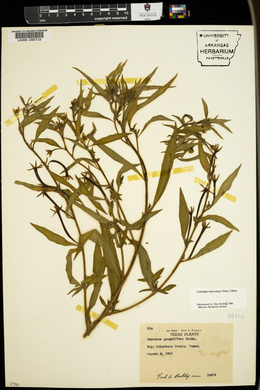 Ludwigia leptocarpa image