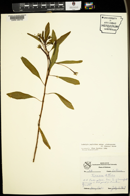 Ludwigia peploides subsp. glabrescens image