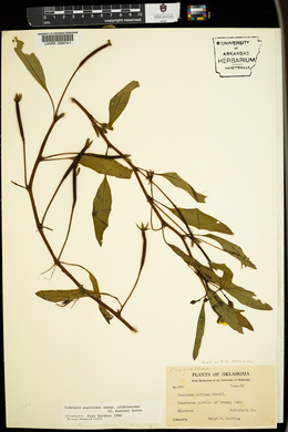 Ludwigia peploides image