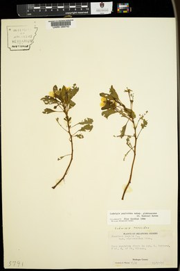 Ludwigia peploides subsp. glabrescens image