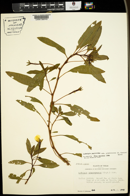 Ludwigia peploides image