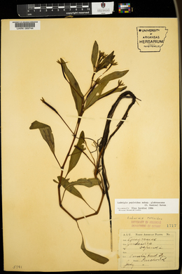 Ludwigia peploides subsp. glabrescens image