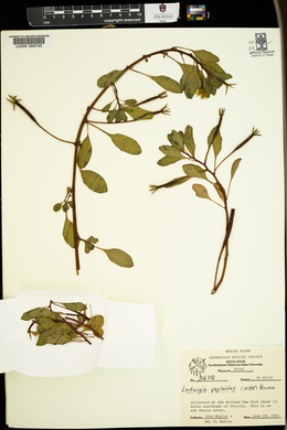 Ludwigia peploides image