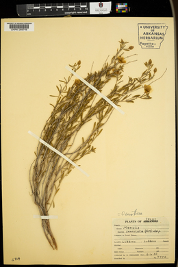 Oenothera serrulata image