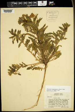 Oenothera engelmannii image