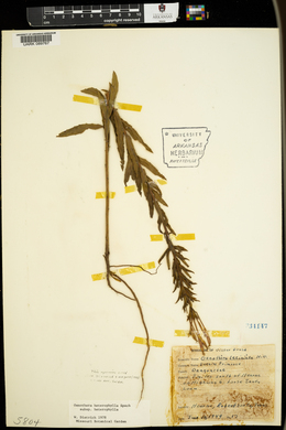 Oenothera heterophylla subsp. heterophylla image