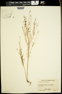 Oenothera linifolia image