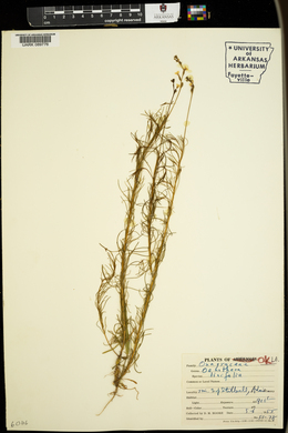 Oenothera linifolia image