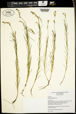 Oenothera linifolia image