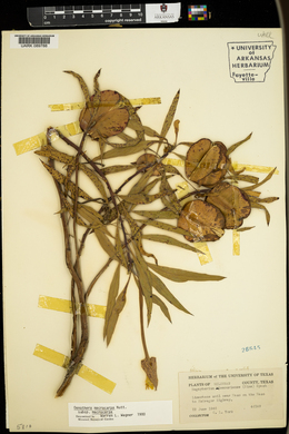 Oenothera macrocarpa image