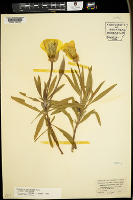 Oenothera macrocarpa image