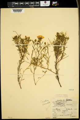 Oenothera serrulata image