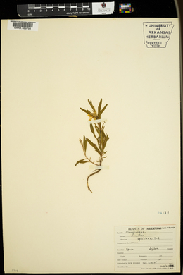 Oenothera spachiana image