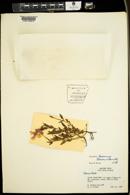 Oenothera texensis image