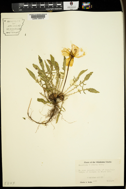 Oenothera triloba image