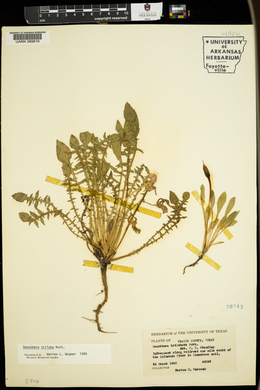 Oenothera triloba image