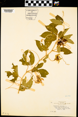 Passiflora incarnata image