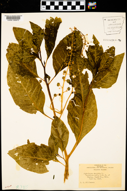 Phytolacca americana var. americana image