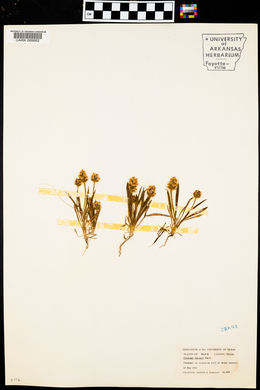 Plantago helleri image