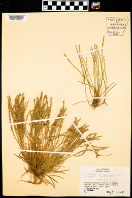 Plantago heterophylla image