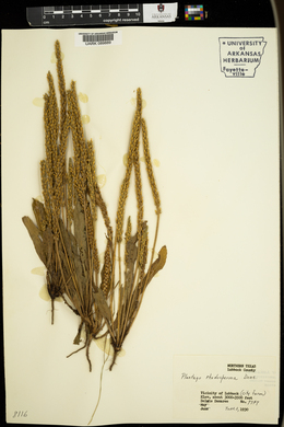 Plantago rhodosperma image