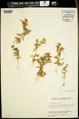 Phlox cuspidata image