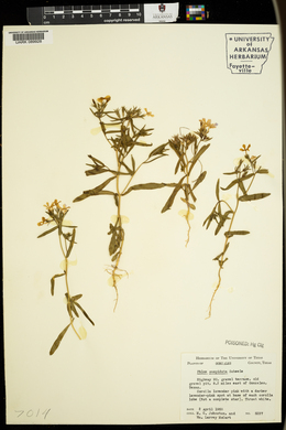 Phlox cuspidata image