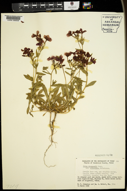 Phlox drummondii var. wilcoxiana image