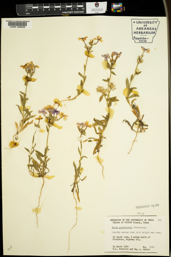 Phlox goldsmithii image