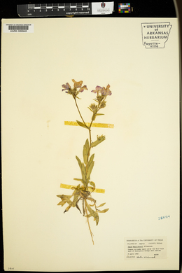 Phlox mcallisteri image