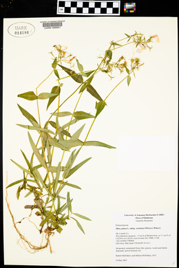 Phlox pilosa subsp. ozarkana image
