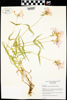 Phlox pilosa subsp. ozarkana image