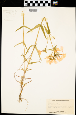 Phlox pilosa var. ozarkana image