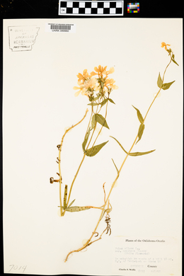 Phlox pilosa var. ozarkana image
