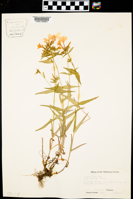 Phlox pilosa subsp. ozarkana image