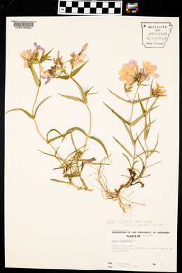 Phlox pilosa var. pilosa image