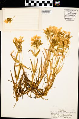 Phlox pilosa var. virens image