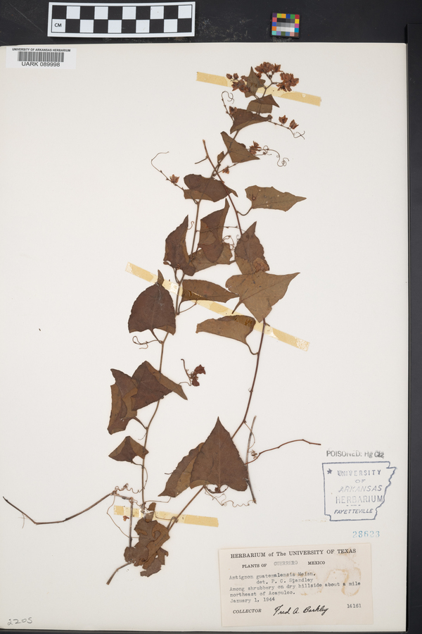 Antigonon guatemalense image