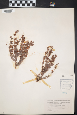 Eriogonum abertianum image