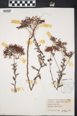 Eriogonum annuum image