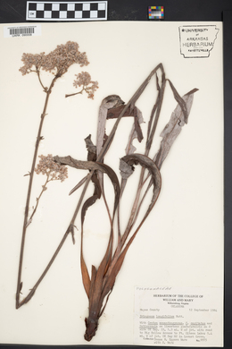 Eriogonum longifolium image