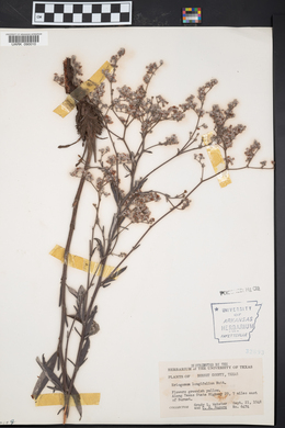 Eriogonum longifolium image
