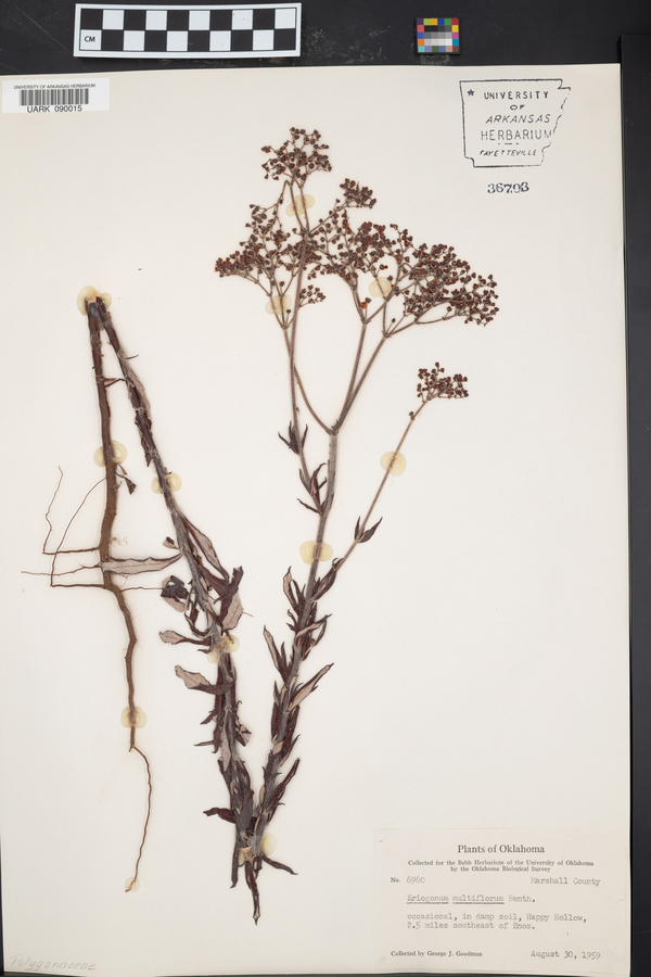 Eriogonum multiflorum image