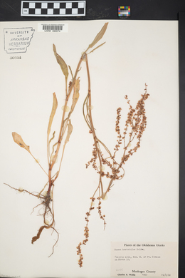 Rumex hastatulus image