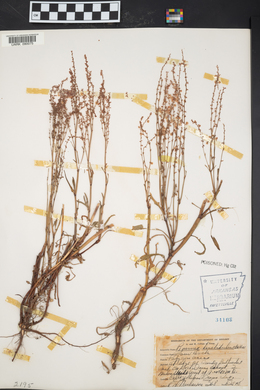 Rumex hastatulus image